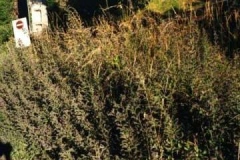 foto_121