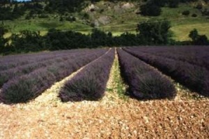 10 Kräuter der Provence - Lavendelfelder