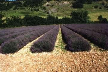 10 Kräuter der Provence - Lavendelfelder