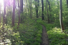 1_Praterwald_(2)