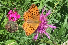 2016-Sommer-Urlaub-Kaernten-20