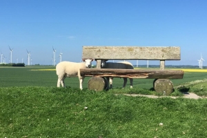 2017/05 Hamburger Hallig