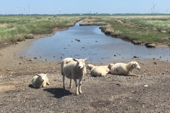 20170526-Hamburger-Hallig-11