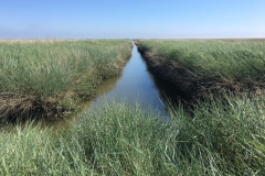 20170526-Hamburger-Hallig-12