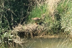 20170526-Hamburger-Hallig-5