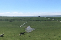 20170526-Hamburger-Hallig-9