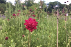20170604-Botanischer-Garten-Guetersloh-10