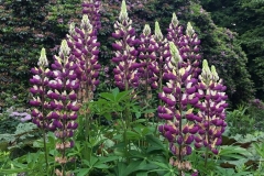 20170604-Botanischer-Garten-Guetersloh-11