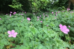 20170604-Botanischer-Garten-Guetersloh-3