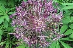 20170604-Botanischer-Garten-Guetersloh-4