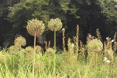 20170604-Botanischer-Garten-Guetersloh-7