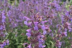 20170604-Botanischer-Garten-Guetersloh-9