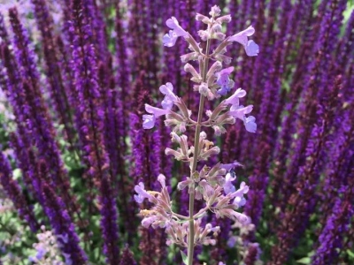 2017/06 Bad Lippspringe