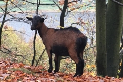 20171027-Saechsische-Schweiz-11