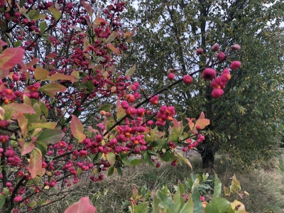 2020/10 - Idstedt-Runde