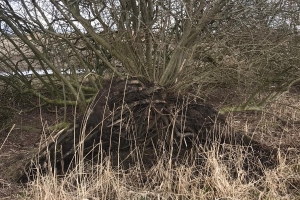 2021/03 Gammellunder See