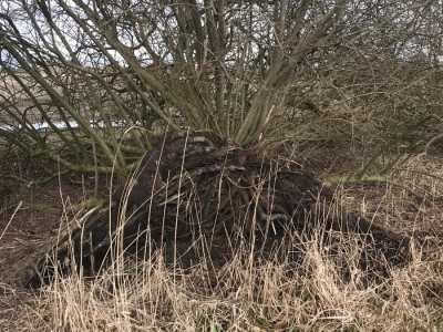 2021/03 Gammellunder See