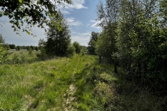 20230624-Idstedter-Moor-04