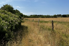 20230624-Idstedter-Moor-06