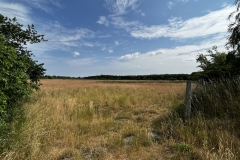 20230624-Idstedter-Moor-08