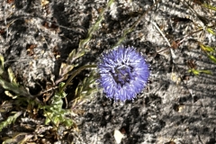 20230624-Idstedter-Moor-09