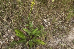 20230624-Idstedter-Moor-10