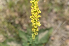 20230624-Idstedter-Moor-11