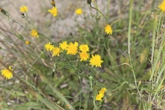 20230624-Idstedter-Moor-12