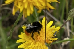 20230624-Idstedter-Moor-14