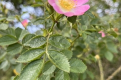 20230624-Idstedter-Moor-15