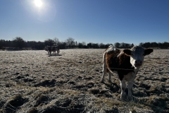 Idstedt-Runde im Winter 14
