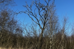 Idstedt-Runde im Winter 12