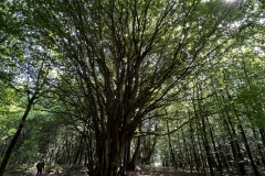 20250614-Idstedt-Runde-01