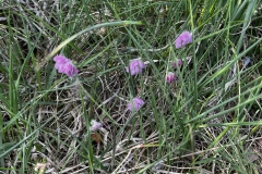 20250614-Idstedt-Runde-04