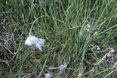 20250614-Idstedt-Runde-05