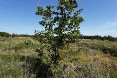 20250614-Idstedt-Runde-07