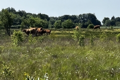 20250614-Idstedt-Runde-08