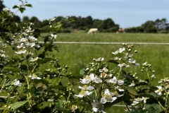 20250614-Idstedt-Runde-22