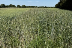 20250614-Idstedt-Runde-25