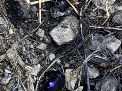 2020/07 - HoyWoy-Runde: Mistkäfer