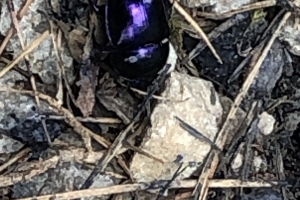 Geocaching