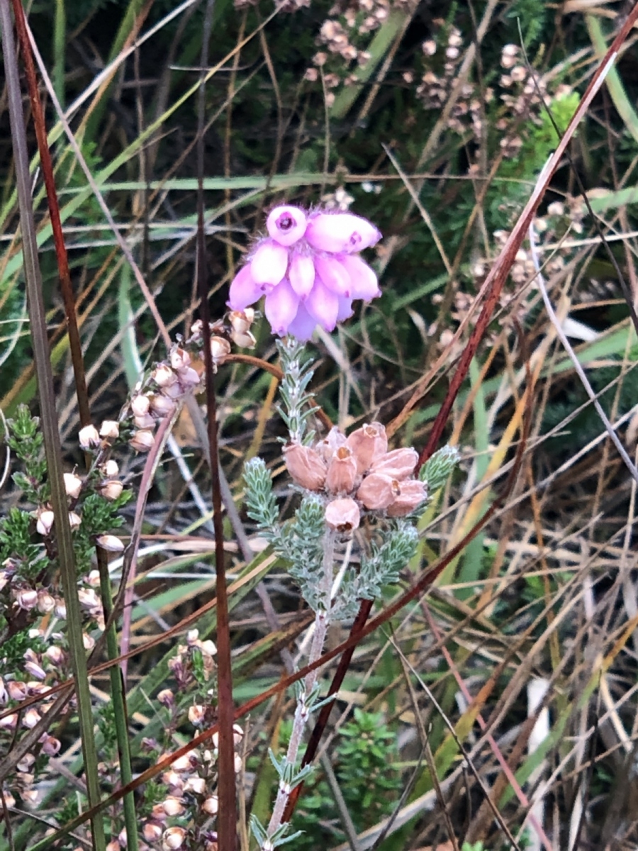 2021/​07 – Idst­edt-Runde – Update 5