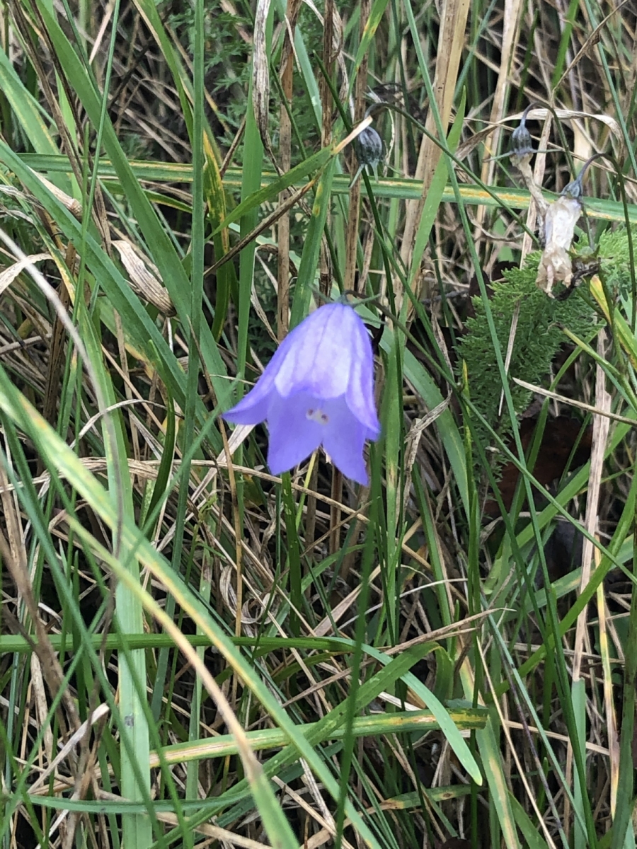 2020/​10 — Idst­edt-Runde — Update 4